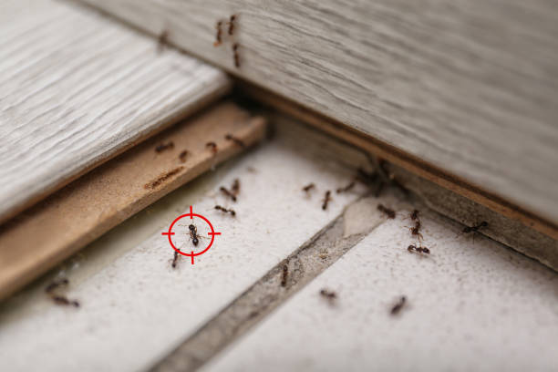 Best Flea Control Services  in Morrisville, NC