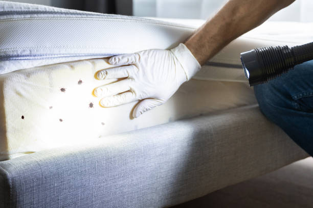 Professional Pest Control in Morrisville, NC