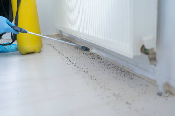 Reliable Morrisville, NC Pest Control Solutions